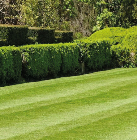 Hedge cutting