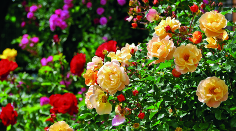 Glorious Garden
